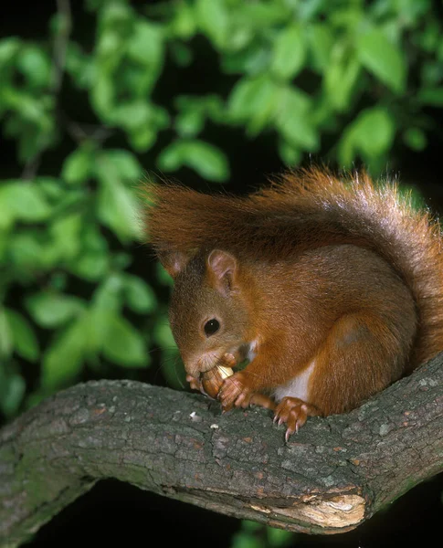 Red Squirrel Sciurus Vulgaris Mężczyzna Jedzący Orzechy Laskowe — Zdjęcie stockowe