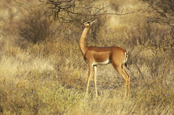Gerenuk Lub Waller Gazelle Litocranius Walleri Żeńskie Liście Jedzeniowe Samburu — Zdjęcie stockowe