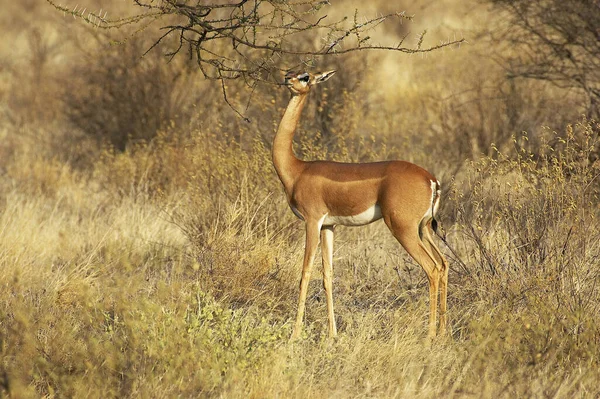 Gerenuk Sau Waller Gazelle Litocranius Walleri Female Eating Leaves Samburu — Fotografie, imagine de stoc