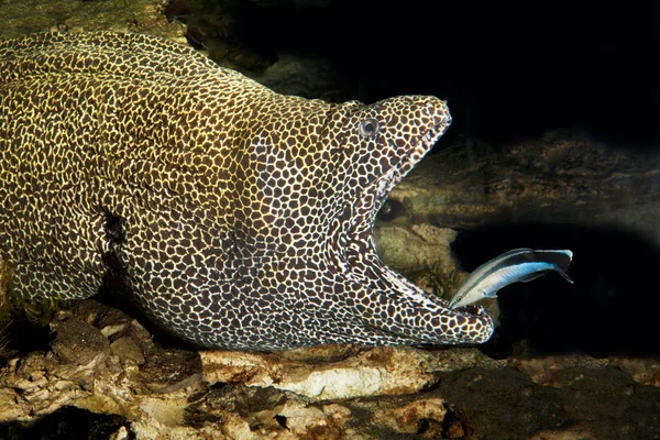 Honeycomb Moray Eel Gymnothorax Favagineus Adult Open Mouth Cleaned Bluestreak — стоковое фото