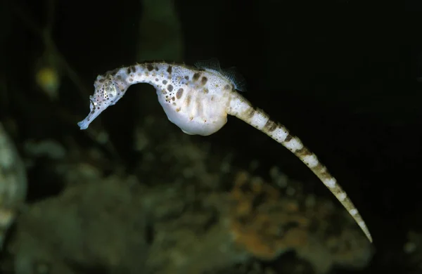 Koca Göbekli Deniz Atı Hipokampus Abdominalis Yetişkin — Stok fotoğraf