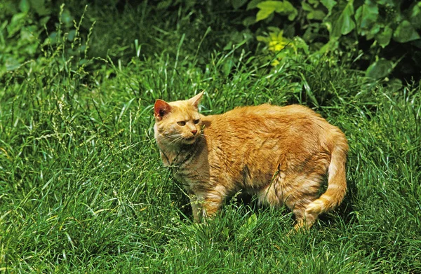红色家猫 站在草地上的成年猫 — 图库照片