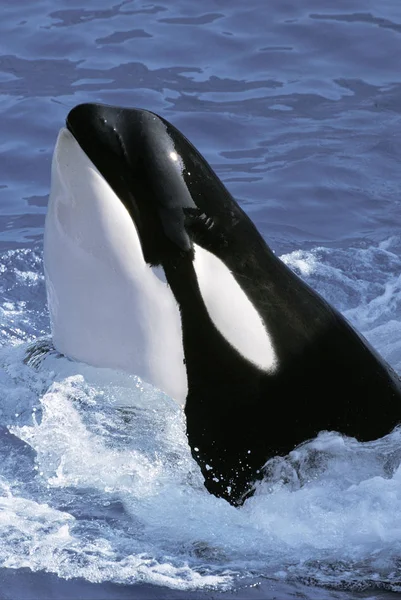 Φάλαινα Δολοφόνος Orcinus Orca Ενηλίκων Κεφάλι Στην Επιφάνεια — Φωτογραφία Αρχείου