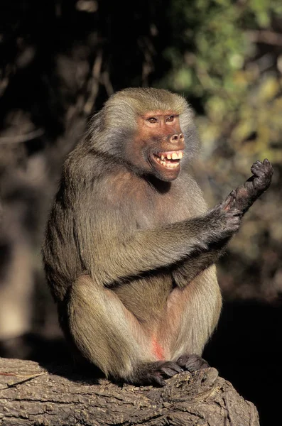 Hamadryas Baboon Papio Hamadryas Θηλυκό Ξύσιμο Paw — Φωτογραφία Αρχείου