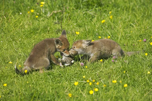 Red Fox Vulpes Vulpes Pup Kill Young Rabbit Normandy — Stock Photo, Image