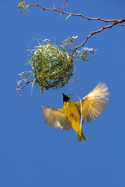 Southern Masked Weaver Ploceus Velatus Homme Vol Travaillant Sur Nest — Photo