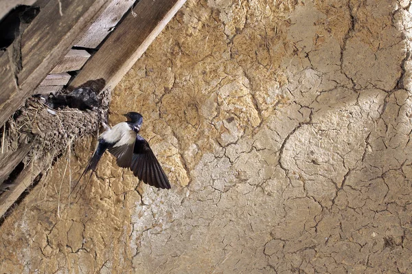 Barn Swallow Hirundo Rustica Adult Feeding Chicks Nest Normandy — Stock Photo, Image