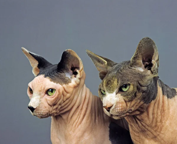 Sphynx Hauskatze Haarlose Katze Porträt Von Erwachsenen Auf Grauem Hintergrund — Stockfoto