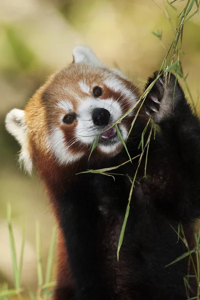Red Panda Ailurus Fulgens Adulti Che Mangiano Bambù — Foto Stock