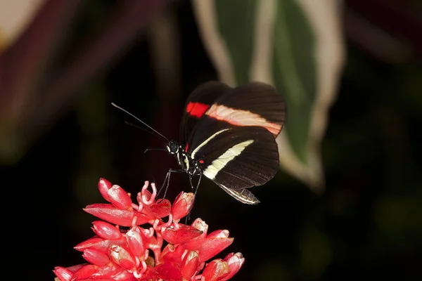 Facteur Papillon Heliconius Melpomene Rosina Rassemblement Adultes Sur Fleur — Photo