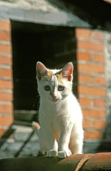 Gatto Domestico Gattino Piedi Sul Tetto — Foto Stock