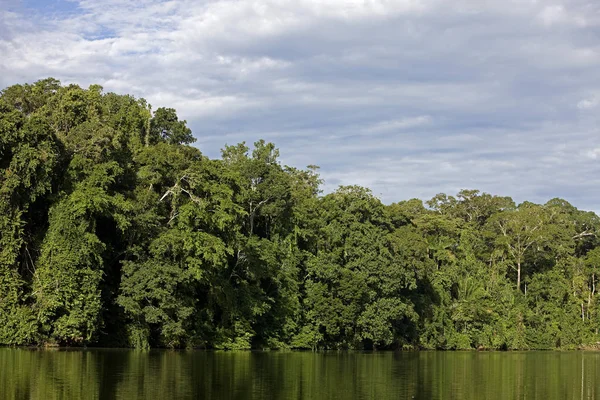 Bosque Lluvioso Río Madre Dios Parque Nacional Manu Perú — Foto de Stock