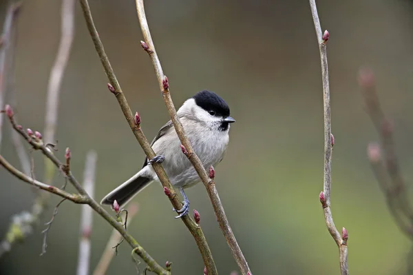 Marsh Tit Parus Palustris Adult Standing Branch Normandy — Stock Photo, Image