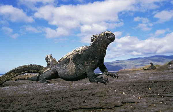 Galapagos Sea Iguana Amblyrhynchus Cristatus Adult Standing Rocks Galapagos Island — Stock Photo, Image