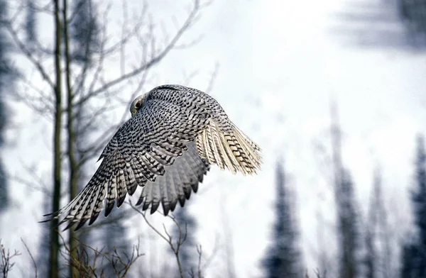 Gyrfalcon Falco Ruticolus Adult Flightカナダ — ストック写真