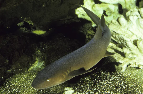 Enfermeira Tubarão Ginglymostoma Cirratum Adulto — Fotografia de Stock