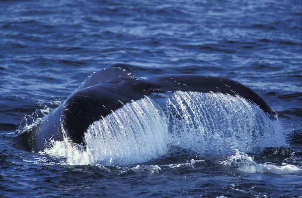 Baleia Humpack Megaptera Novaeangliae Cauda Superfície Alasca — Fotografia de Stock