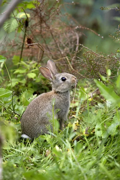 Conejo Europeo Conejo Salvaje Oryctolagus Cuniculus Joven Pie Sobre Hierba — Foto de Stock
