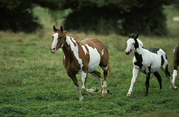 Paint Horse Stute Mit Fohlen — Stockfoto