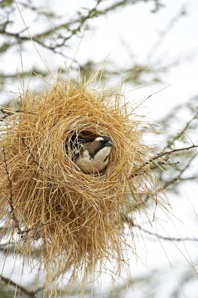 White Browed Sparrow Weaver Plocepasser Mahali Adult Standing Nest Masai — Stock Photo, Image