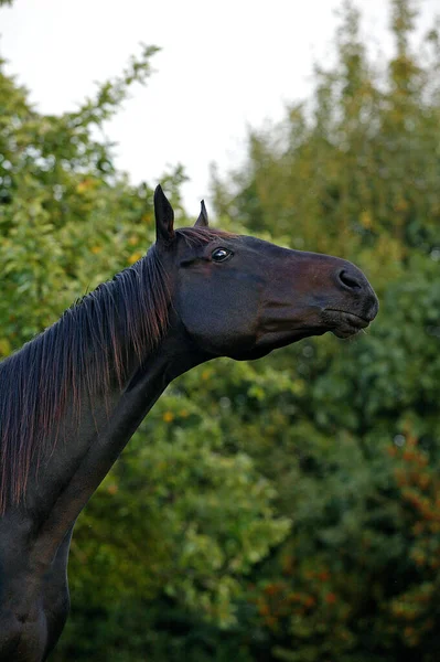 日本語サラブレッド馬 男性像 — ストック写真