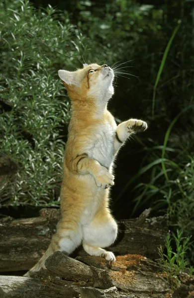 Sand Cat Felis Margarita Adult Standing Hind Legs — 스톡 사진