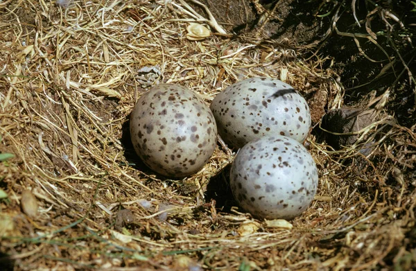 Сельдь Чайка Ларус Аргентат Гнездо Тремя Яйцами — стоковое фото