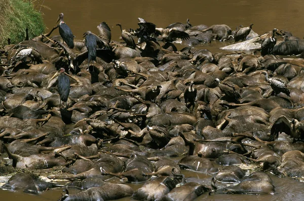 Blue Wildebeest Connochaetes Taurinus Herodes Muertos Durante Cruce Del Río — Foto de Stock