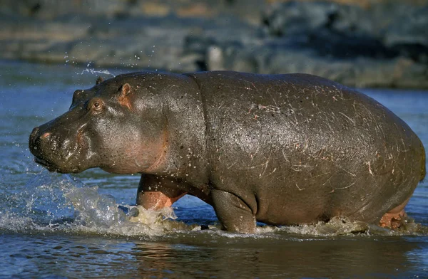 Hipopótamo Hipopótamo Anfíbio Adulto Rio Mara Parque Masai Mara Quénia — Fotografia de Stock