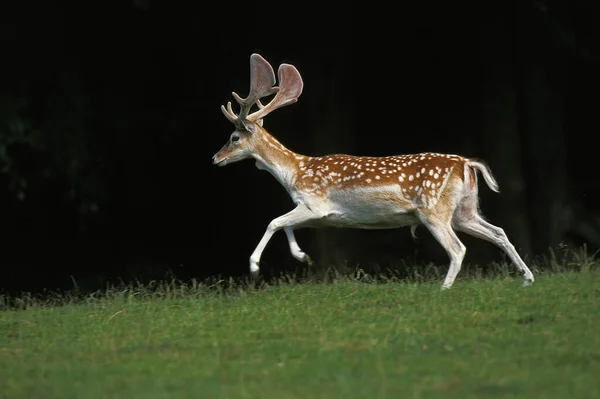 Fallow Deer Dama Dama Samec Běžící Trávě — Stock fotografie