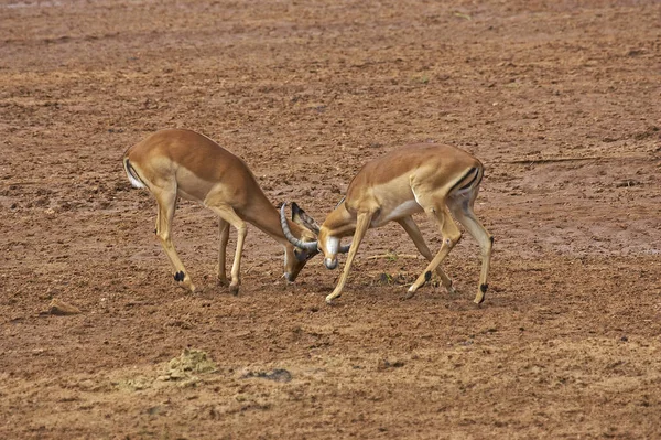 Impala Aepyceros Melampus Combat Des Hommes Parc Masai Mara Kenya — Photo
