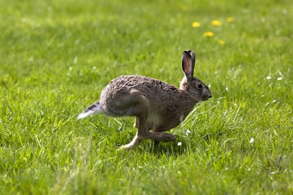 European Brown Hare Lepus Europaeus Adult Running Grass Normandia — Fotografia de Stock