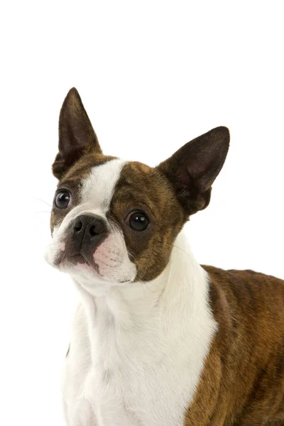 Boston Terrier Dog Portrait Adulto Contra Fondo Blanco — Foto de Stock