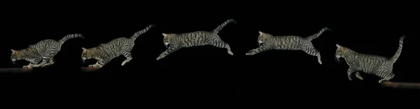 Brown Tabby Inhemsk Katt Vuxen Hoppar Mot Svart Bakgrund Rörelsesekvens — Stockfoto