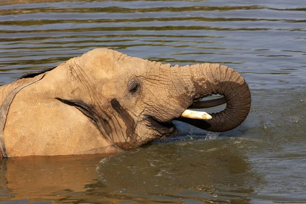 Elefante Africano Loxodonta Africana Adulto Teniendo Baño Agua Potable — Foto de Stock