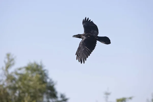 Kuzgun Corvus Corax Uçuşta Mavi Gökyüzüne Karşı Yetişkin — Stok fotoğraf