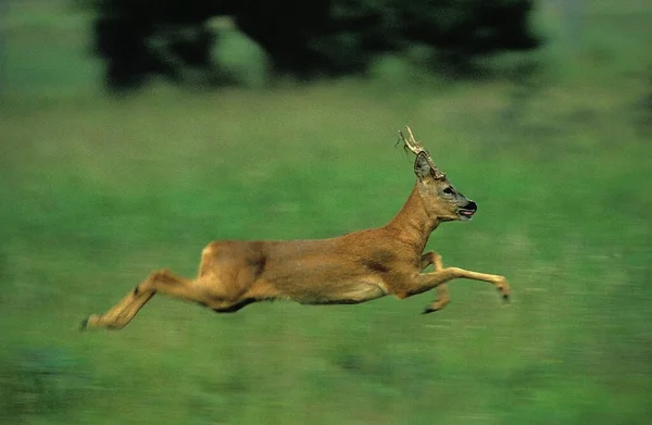 Roe Deer Capreolus Capreolus Correr Adulto — Fotografia de Stock