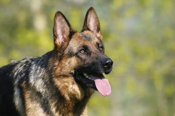 German Shepherd Dog Portrait Adult — Stock Photo, Image