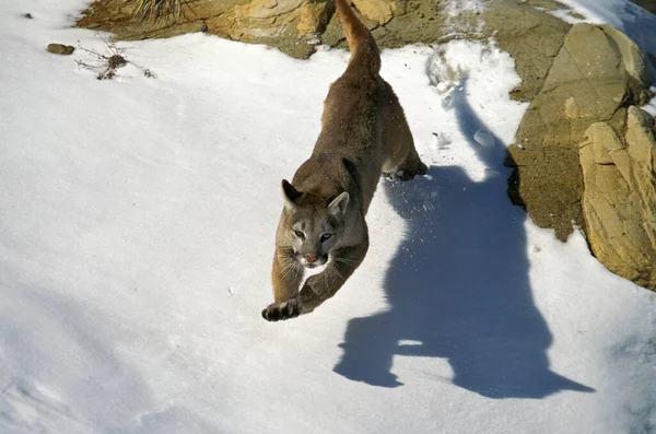 Cougar Puma Concolor Dospělí Jumping Snow Montana — Stock fotografie