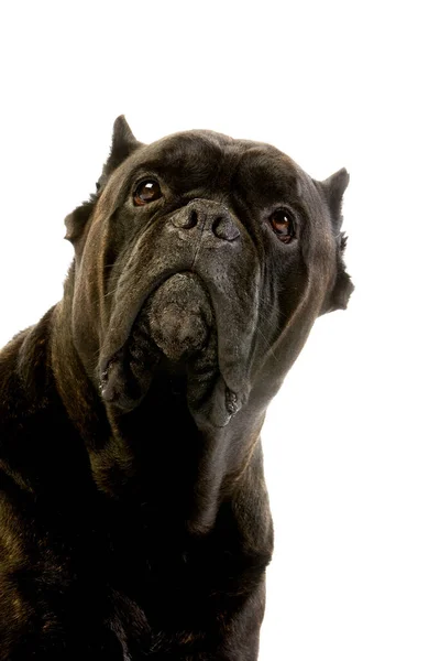 Cane Corso Pes Plemeno Itálie Portrét Dospělého Bílém Pozadí — Stock fotografie