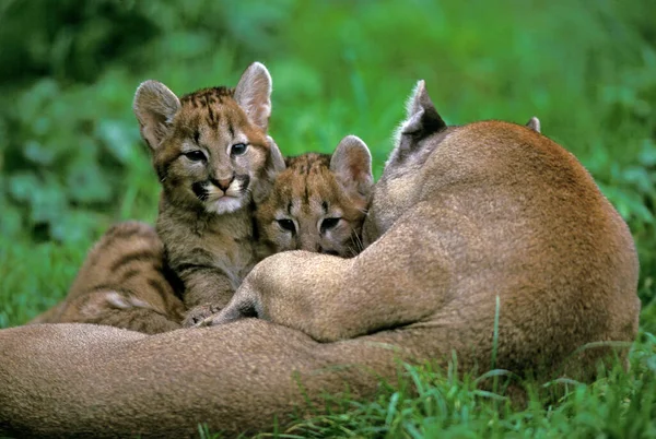 Cougar Puma Concolor Hembra Con Cachorro Puesta Hierba —  Fotos de Stock