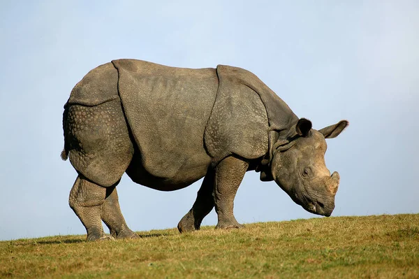 Indyjski Nosorożec Nosorożec Jednorożec Dorosły Stojący Trawie Przeciwko Błękitnemu Niebu — Zdjęcie stockowe