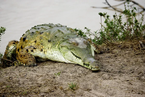 Orinoco Krokodil Crocodylus Intermedius Volwassen Die Uit Het Water Komt — Stockfoto