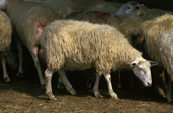 Manech Tet Rousse Sheep French Breed Herd — стоковое фото