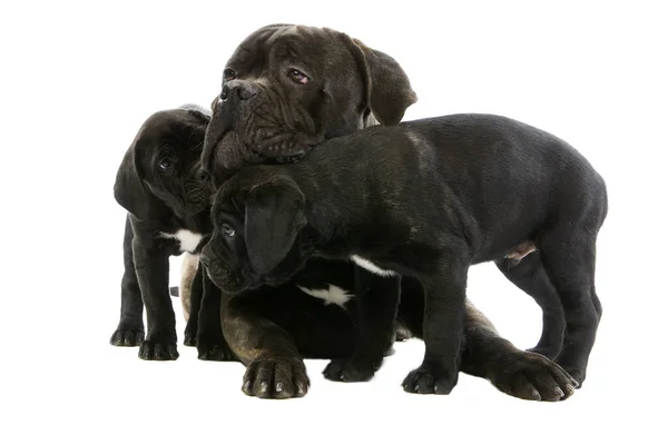 犬科索犬 一种产于意大利的狗 雌性小狗 背景为白色 — 图库照片