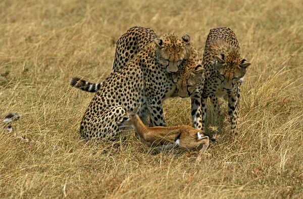 Cheetah Acinonyx Jubatus Adults Hunting Thomson Gazelle Masai Mara Park — стоковое фото