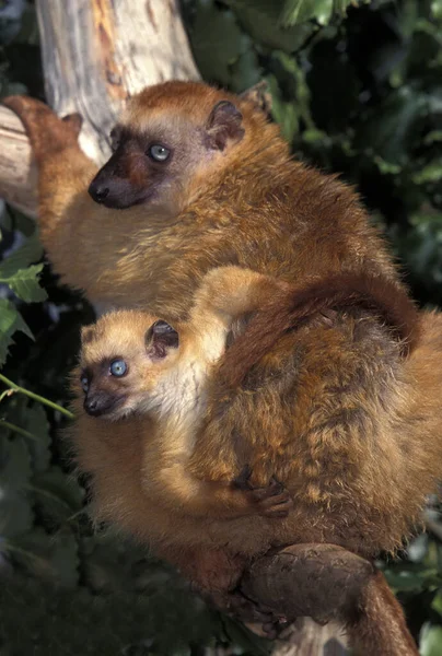Svart Lemur Eulemur Macaco Kvinna Med Ung Stående Grenen — Stockfoto