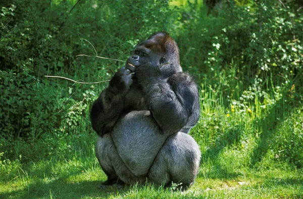 Gorilla Gorilla Gorilla Silverback Felnőtt Férfi Áll Füvön Eszik Kéreg — Stock Fotó