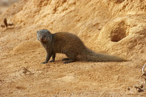 Mangosta Enana Helogale Parvula Adulto Pie Termite Hill Masai Mara — Foto de Stock