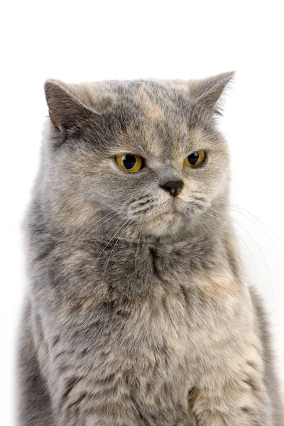 Blue Cream British Shorthair Domestic Cat Portrait Female White Background — Stock Photo, Image